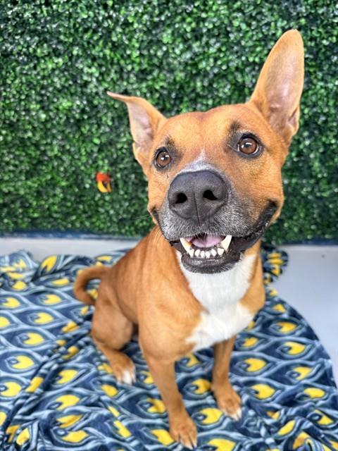 TANNER, an adoptable Black Mouth Cur in Corpus Christi, TX