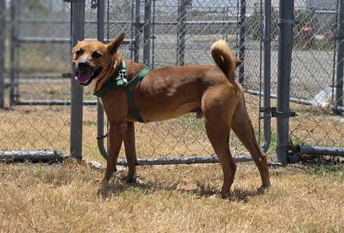 picture of the dog needing adoption