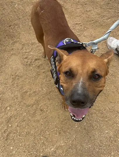Tanner - Black Mouth Cur