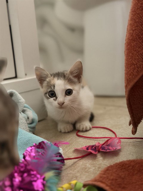 DIP, an adoptable Domestic Short Hair in Corpus Christi, TX
