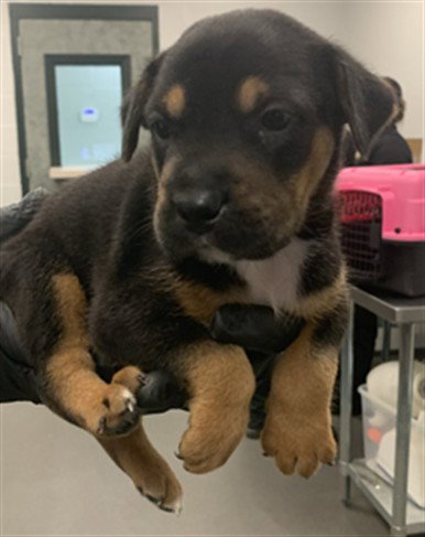 BISCOTTI, an adoptable German Shepherd Dog in Corpus Christi, TX