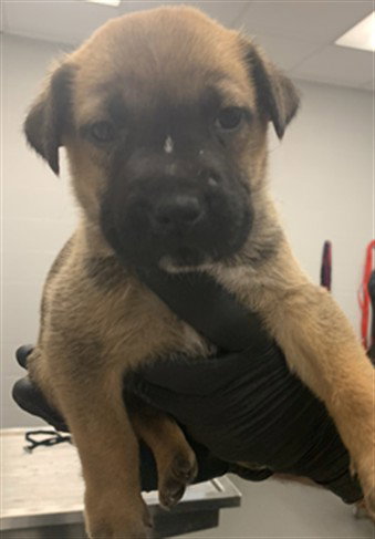FRITTER, an adoptable German Shepherd Dog in Corpus Christi, TX