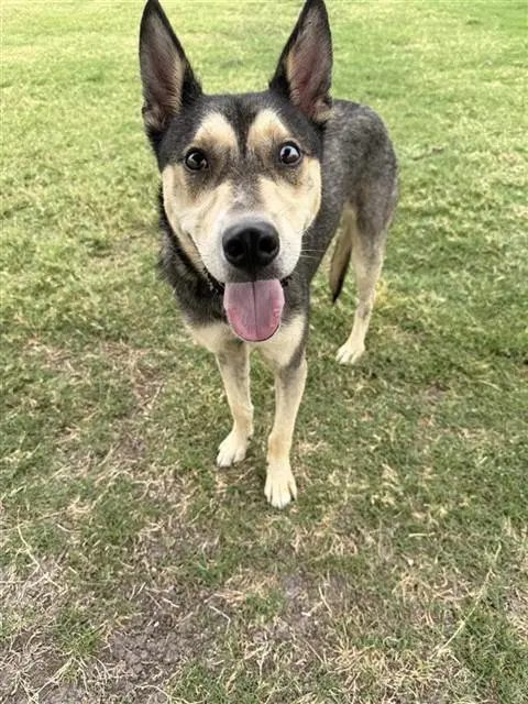 Max - German Shepherd Dog