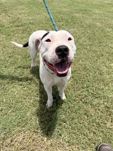 Coco - American Pit Bull Terrier