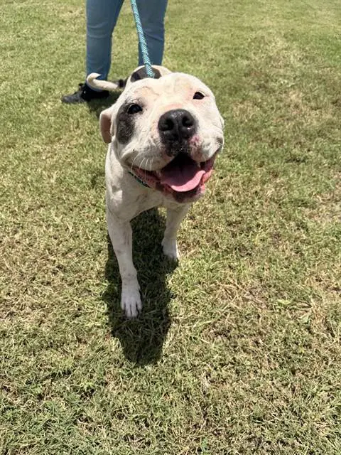 Lola - American Pit Bull Terrier