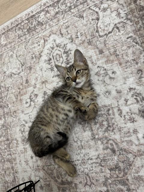 Sewzi