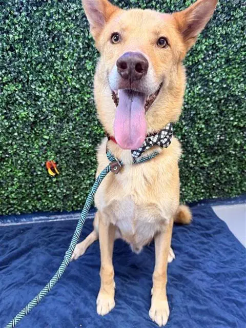 Ace - German Shepherd Dog