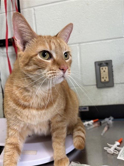 Orange Cat