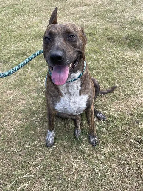 Flox - Australian Cattle Dog/Blue Heeler