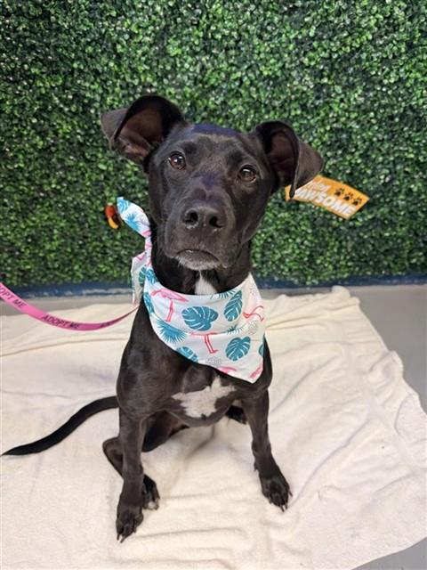 RACHEL, a dog for adoption from City of Corpus Christi Animal Care