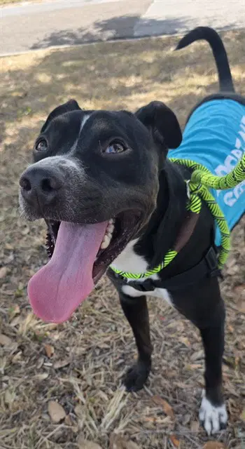 Powers - American Pit Bull Terrier