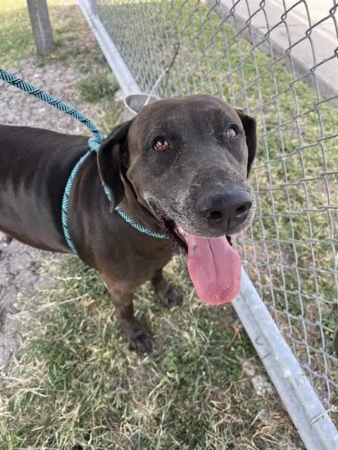 Girly - German Shorthaired Pointer