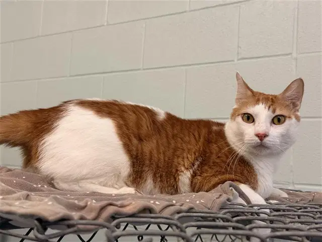 Tommy - Domestic Short Hair