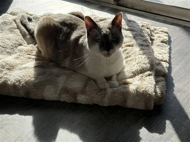 Petal - Siamese