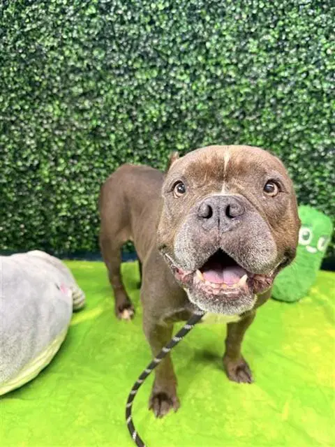 Luna - Staffordshire Bull Terrier