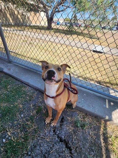picture of the dog needing adoption