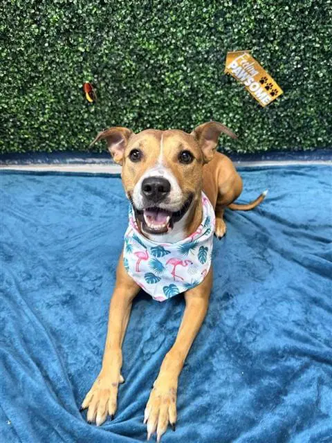 Pawtina Mcbride - American Pit Bull Terrier