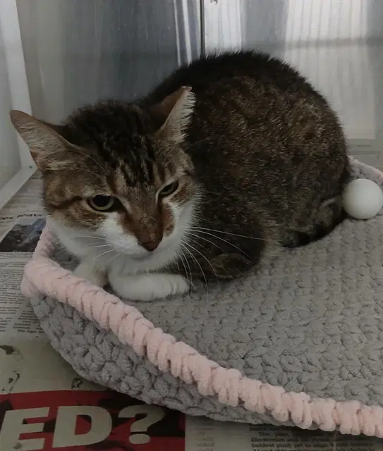 Memory - Domestic Short Hair