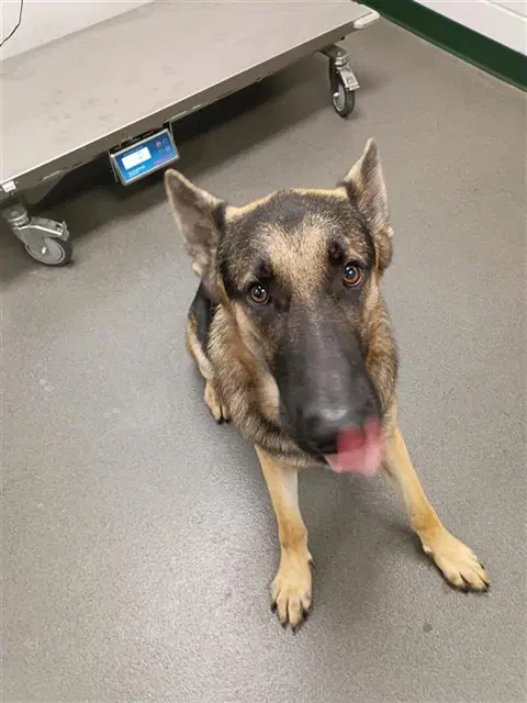 Mo - German Shepherd Dog