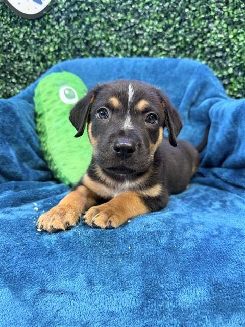 picture of the dog needing adoption