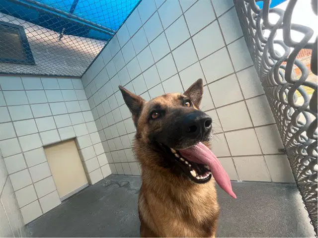 Ruger - Belgian Shepherd Malinois