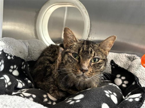 picture of the cat needing adoption