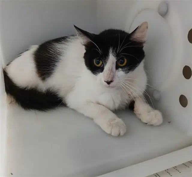Bellatrix - Domestic Medium Hair