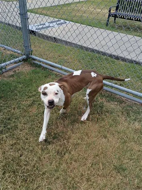 Hazel - American Pit Bull Terrier
