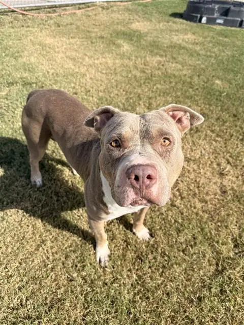 Jeff - American Pit Bull Terrier