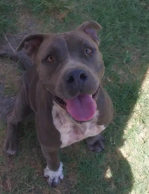Cry Baby - American Pit Bull Terrier