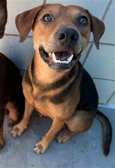 Charlie - Rhodesian Ridgeback
