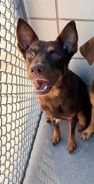 Brownie - Doberman Pinscher