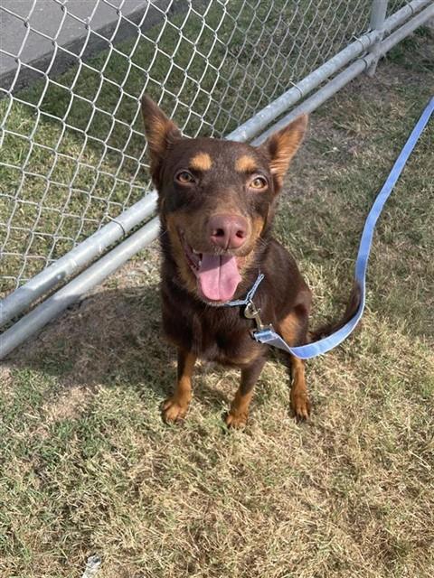 picture of the dog needing adoption