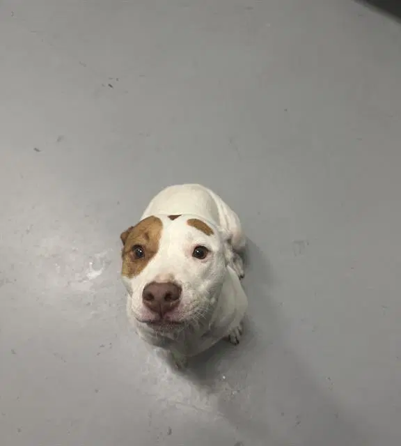 Strawberry - American Pit Bull Terrier