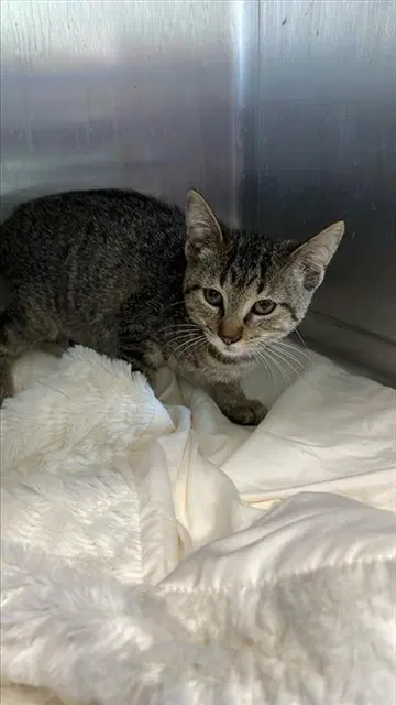 Hope - Domestic Short Hair