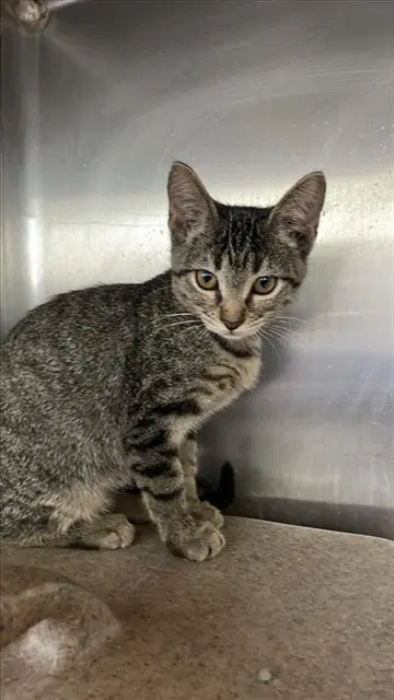 Ella - Domestic Short Hair