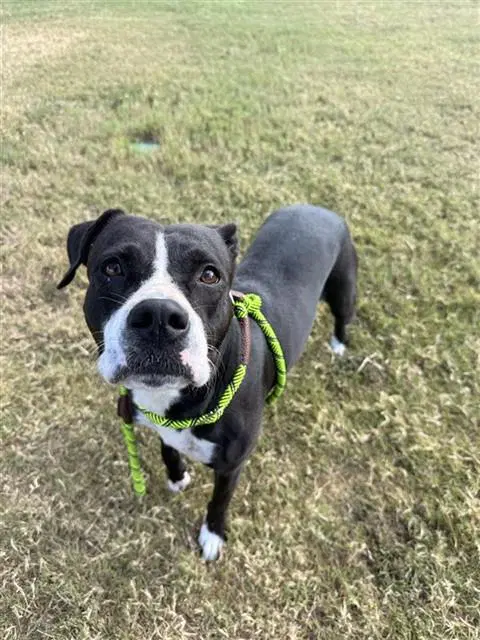 Twix - American Pit Bull Terrier