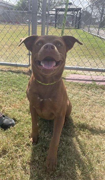 picture of the dog needing adoption
