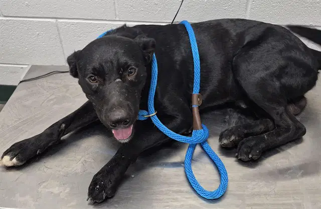 Jack - Labrador Retriever