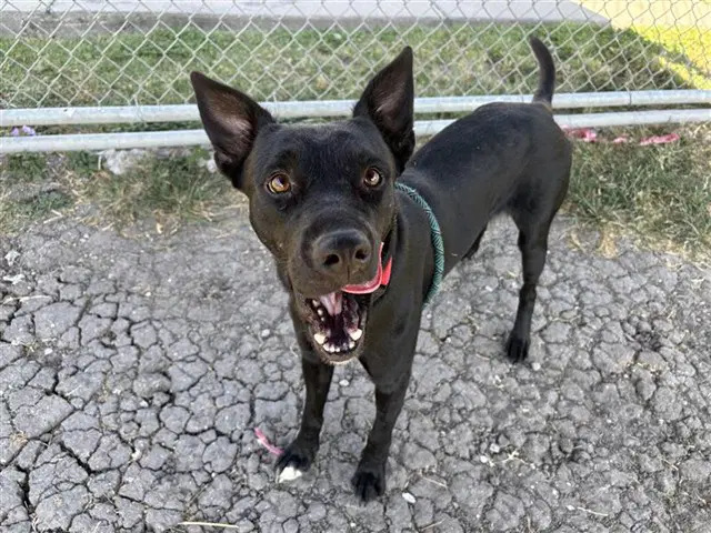 Jack - Labrador Retriever