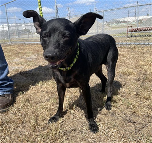 picture of the dog needing adoption