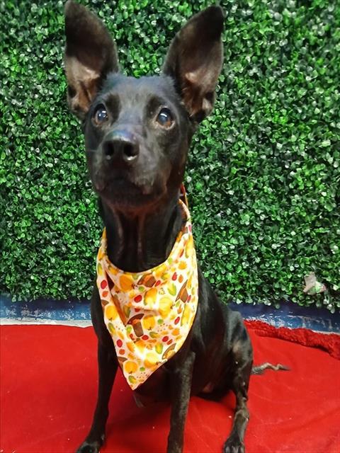 ELLIE, a dog for adoption from City of Corpus Christi Animal Care