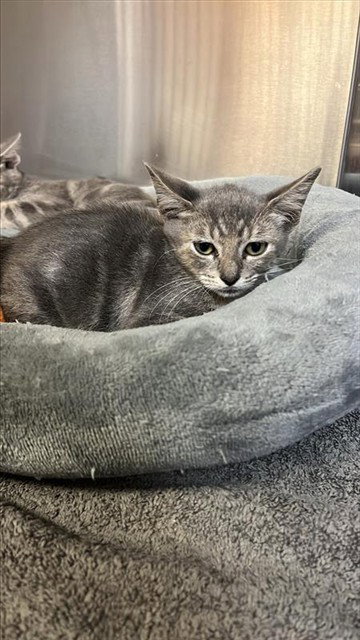 picture of the cat needing adoption