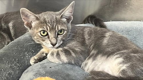 picture of the cat needing adoption