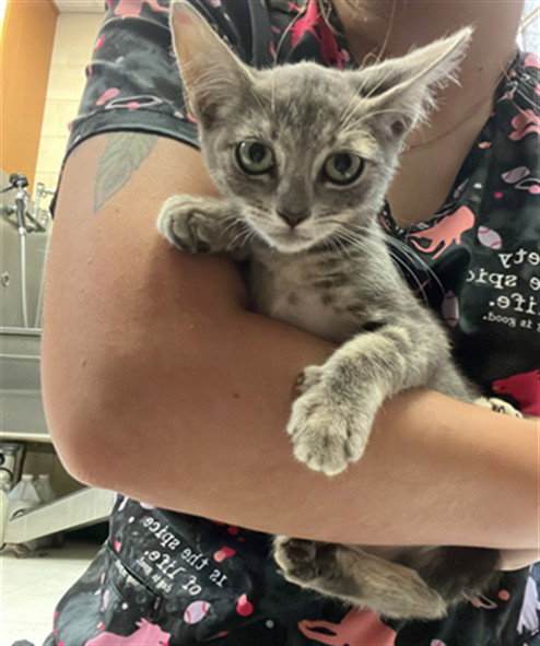 picture of the cat needing adoption