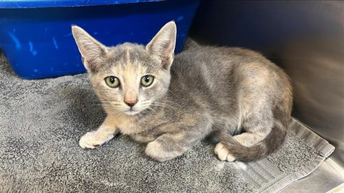 picture of the cat needing adoption