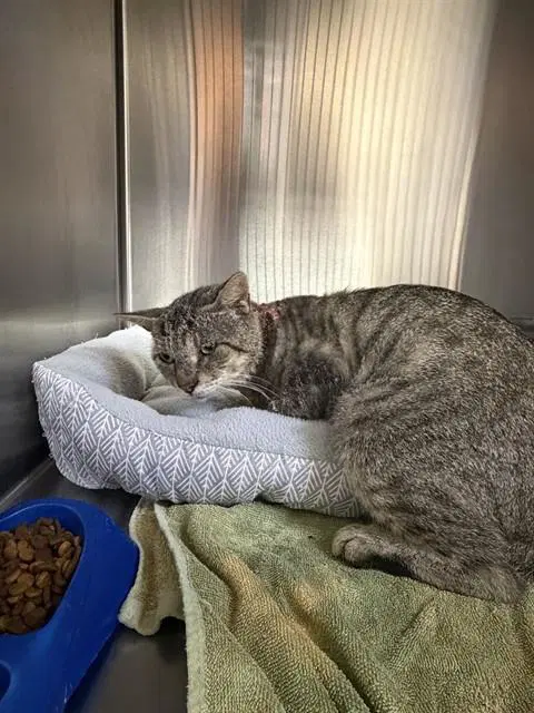 Silver Surfer - Domestic Short Hair