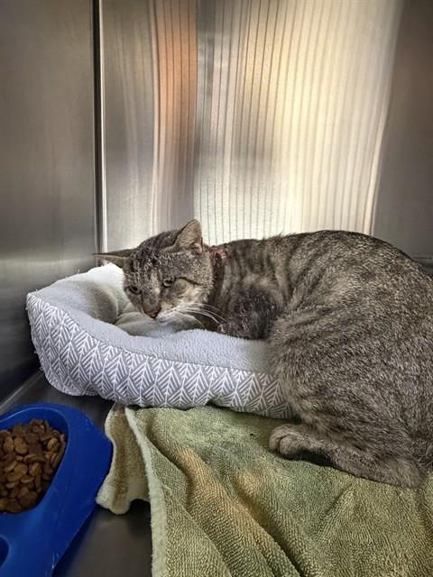 picture of the cat needing adoption