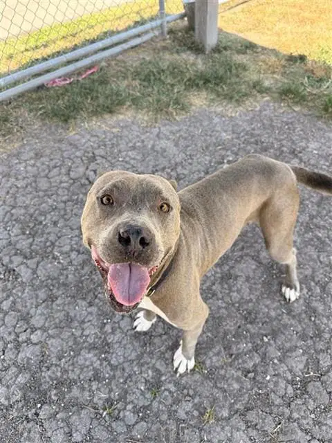 Tungsten - American Staffordshire Terrier