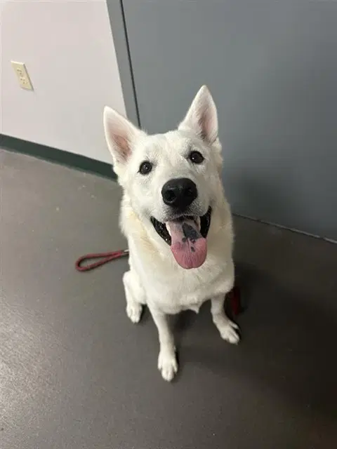 Baymax - Husky